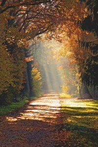 path in wood with sunlight