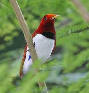 Dwarf Bird of Paradise