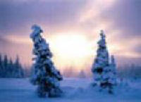 evergreens in snow at sunset