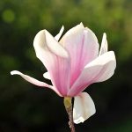 pink Magnolia