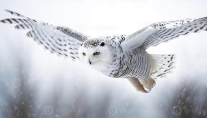 Snowy Owl flying