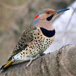Northern Flicker